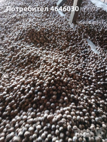 продавам орехи на черупка, реколта 2025г.