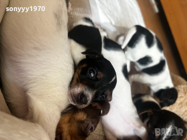 ДЖАК РЪСЕЛ-250ЛВ ЗА СЛАДУРЧЕ 1109250819, снимка 11 - Джак ръсел териер - 51674291