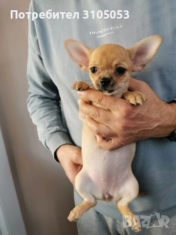 Чихуахуа , снимка 5 - Чихуахуа - 47738532
