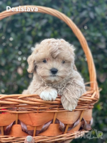 Продавам малтипу 