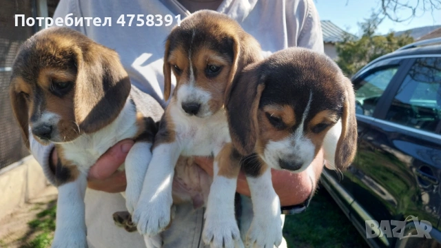 Бигъл Бигълчета 