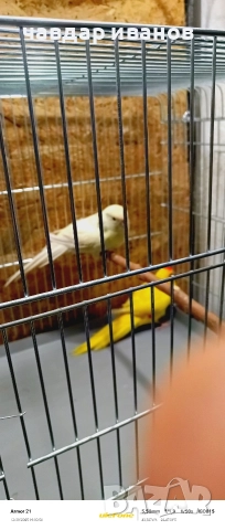 мъжки какарики кремино 