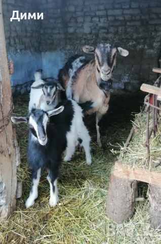 ярета и коза, снимка 1