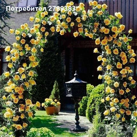 Катерливи рози 6 цвята 