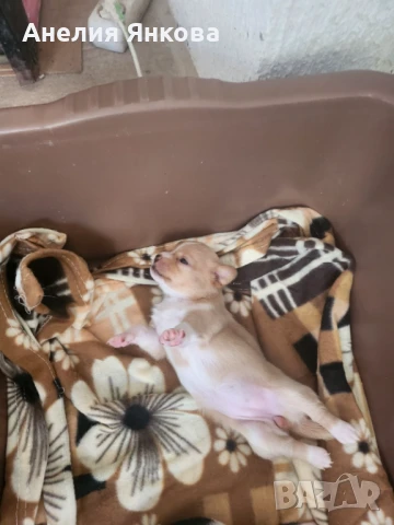 Пинчери , снимка 1