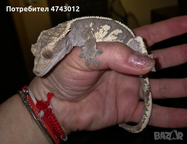 Ресничест бананояден гекон (Rhacodactylus ciliatus), снимка 6 - Гекон - 53540739