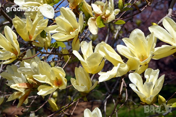 Магнолия Елизабет - Magnolia Elizabet, снимка 2 - Разсади - 53541917