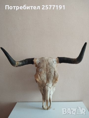 Трофей от бик, снимка 5 - Колекции - 46386968