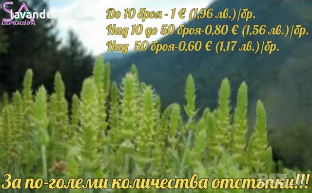 Българска Маслодайна Роза – Дамасцена, Алба, Сентифолия | Разсад, снимка 16 - Градински цветя и растения - 42641069