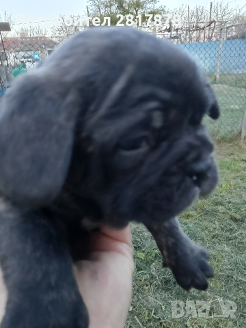 френско булдоче 