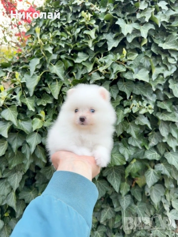 Померан мини момиче. Померанче