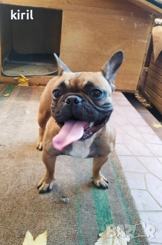 Хотел за кучета - Игри на воля , снимка 6 - Други услуги - 52645885