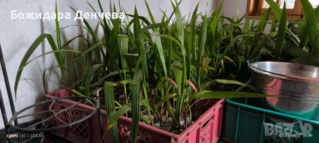 Палми Вашингтон малки, снимка 4 - Градински цветя и растения - 42475421