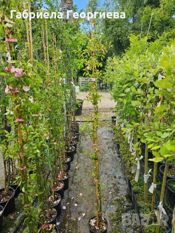 Роза "Лейди Банкс ", снимка 5 - Градински цветя и растения - 50369843