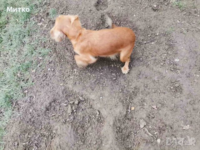 Кокер шпаньол, снимка 9 - Шпаньоли - 52671231