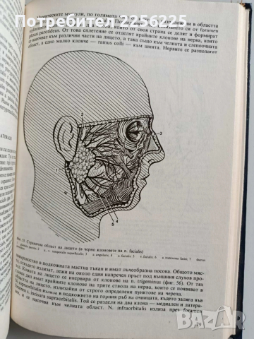 Топографска анатомия, снимка 4 - Специализирана литература - 53694125
