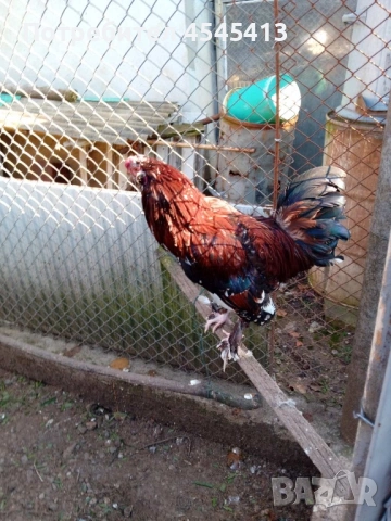 Кокошки ярки, уоман барун, бял легхорн и спербек пилета от селски кокошки, снимка 13 - Кокошки и пуйки - 52341582