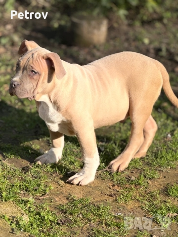 Американско були, снимка 4 - Питбул - 51911928