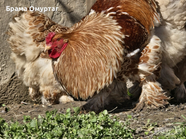 Продавам разплодни яйца от Златно дантелен брама [Buff laced Brahma], снимка 4 - Кокошки и пуйки - 53811364