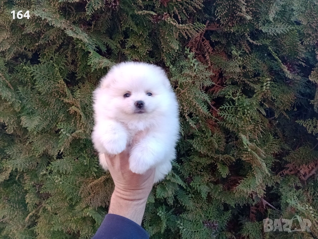 Различни възрасти! Бели Померани. Реални снимки! , снимка 3 - Померан - 54121869