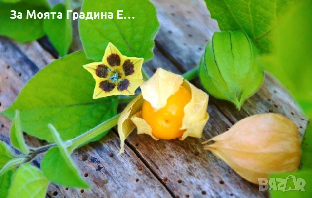 Физалис , снимка 10 - Градински цветя и растения - 53634737