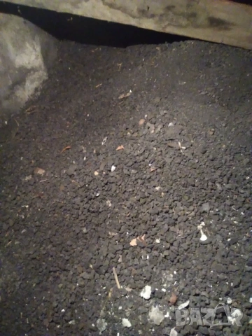 Подарявам сгурия