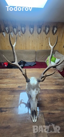 Трофей от благороден елен , снимка 4 - Колекции - 53061573