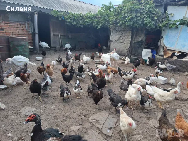 Неми патици женски и мъжки, снимка 1