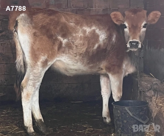 женско теле