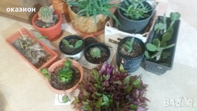 цветя със саксии по 2евро, снимка 3 - Градински цветя и растения - 53256691