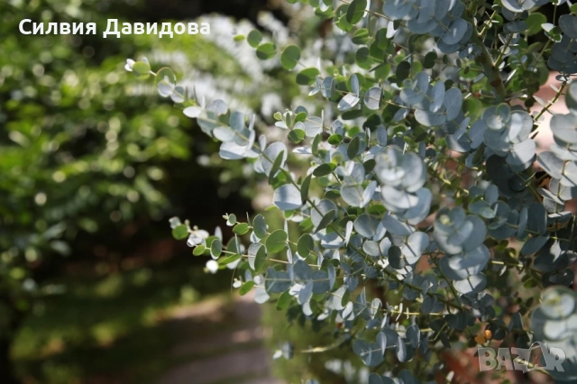 Евкалипт, снимка 7 - Други стоки за дома - 52773023