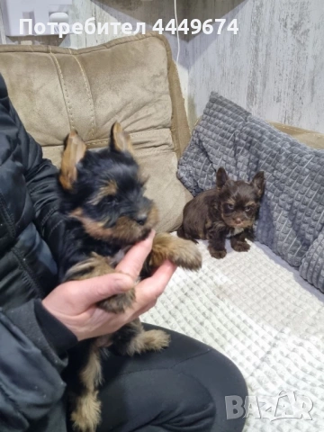 Йоркширски териер , снимка 2 - Други - 53387393