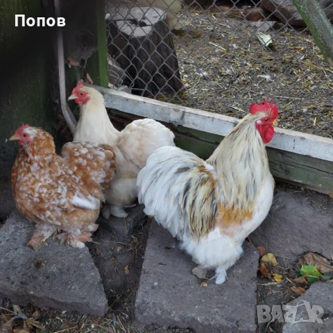 Продавам мини кохин, снимка 9 - други­ - 51324901