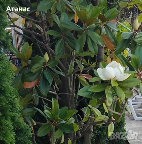 Магнолия бяла голям цвят., снимка 2 - Градински цветя и растения - 52926902