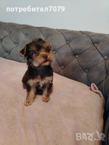Йоркширски териер, мини, кафяво, шоколадово, снимка 2 - Йоркширски териер - 52532521