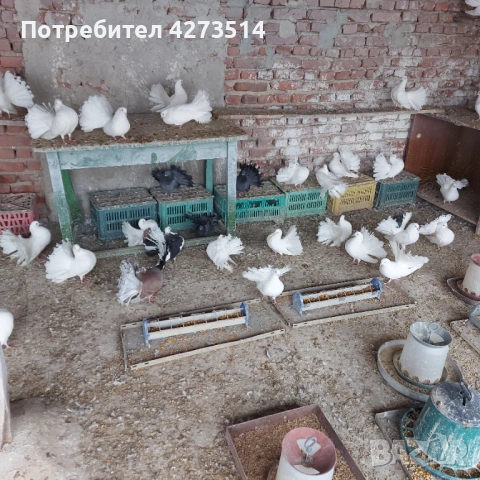 Продавам гълъби финерлии - бели и пъстри, снимка 4 - Гълъби - 53299830