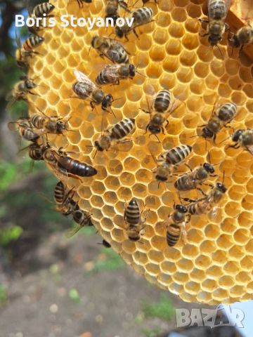 Пчелни отводки, снимка 2 - За пчели - 45925711