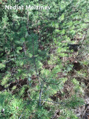 Бор- бял и черен фиданки, снимка 6 - Разсади - 51992947