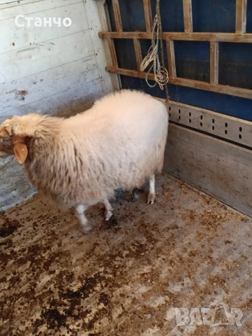 Продавам 2 коча, снимка 3 - Овце - 53742793