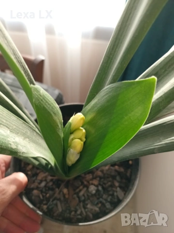 жълта Кливия, снимка 2 - Стайни растения - 53844781