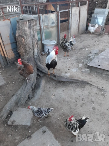 Продавам минало годишни кокошки 5бр.и два броя петли, снимка 7 - други­ - 54037469