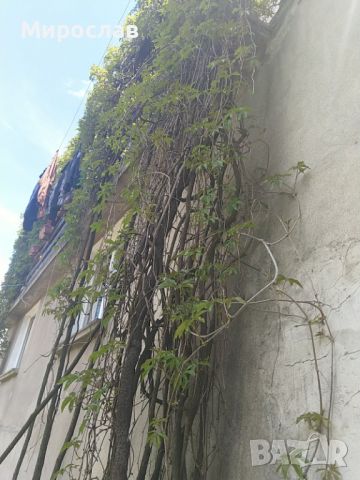 Продавам растения Дива лоза (Parthenocissus quinquefolia), снимка 10 - Градински цветя и растения - 45382708