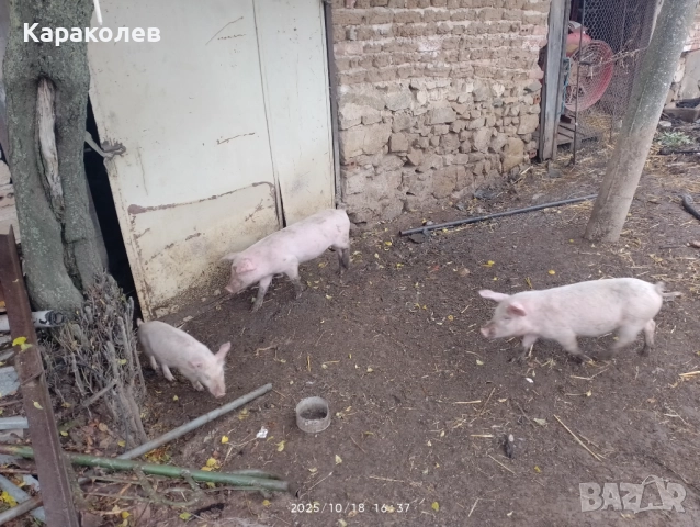 Прасета за угояване и банкети, снимка 7 - Прасета - 52101419
