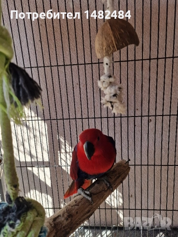 Еклектус , снимка 2 - Папагали - 53748222