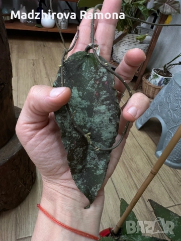 Hoya Caudata Green Borneo , снимка 1