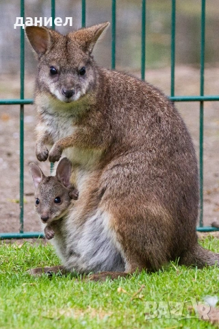 Мини Кенгуру