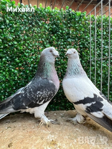 Мардини/ Турски, снимка 6 - Гълъби - 53406807