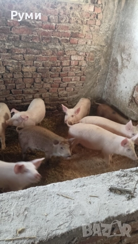 Продавам прасенца 30-35кг, снимка 4 - Прасета - 52802580