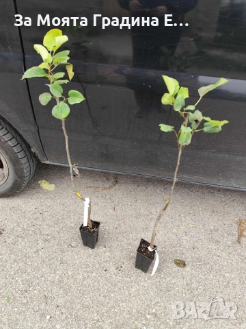 Азиатска круша - Наши, снимка 5 - Градински цветя и растения - 52529819