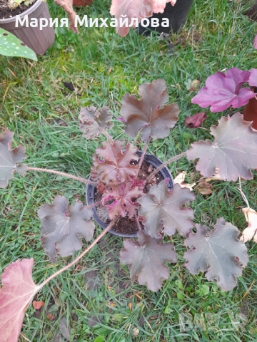 Различни видове Хойхери, снимка 6 - Градински цветя и растения - 52291355